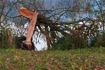 Ein abgebrochener Baum am Ufer des Sees (Archivbild): In Berlin hat sich ein tragischer Unfall ereignet.