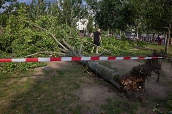 Umgestürzter Baum im Mauerpark