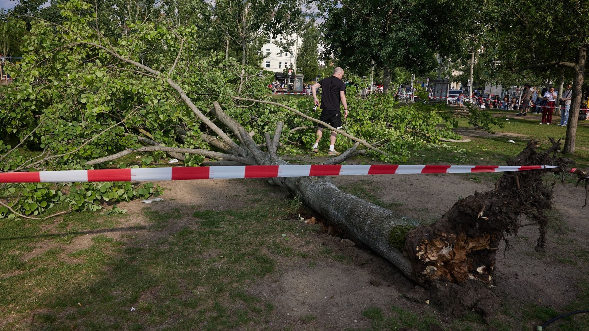 Umgestürzter Baum im Mauerpark Umgestürzter Baum im Mauerpark