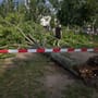 Baum stürzt im Berliner Mauerpark um: Drei Verletzte