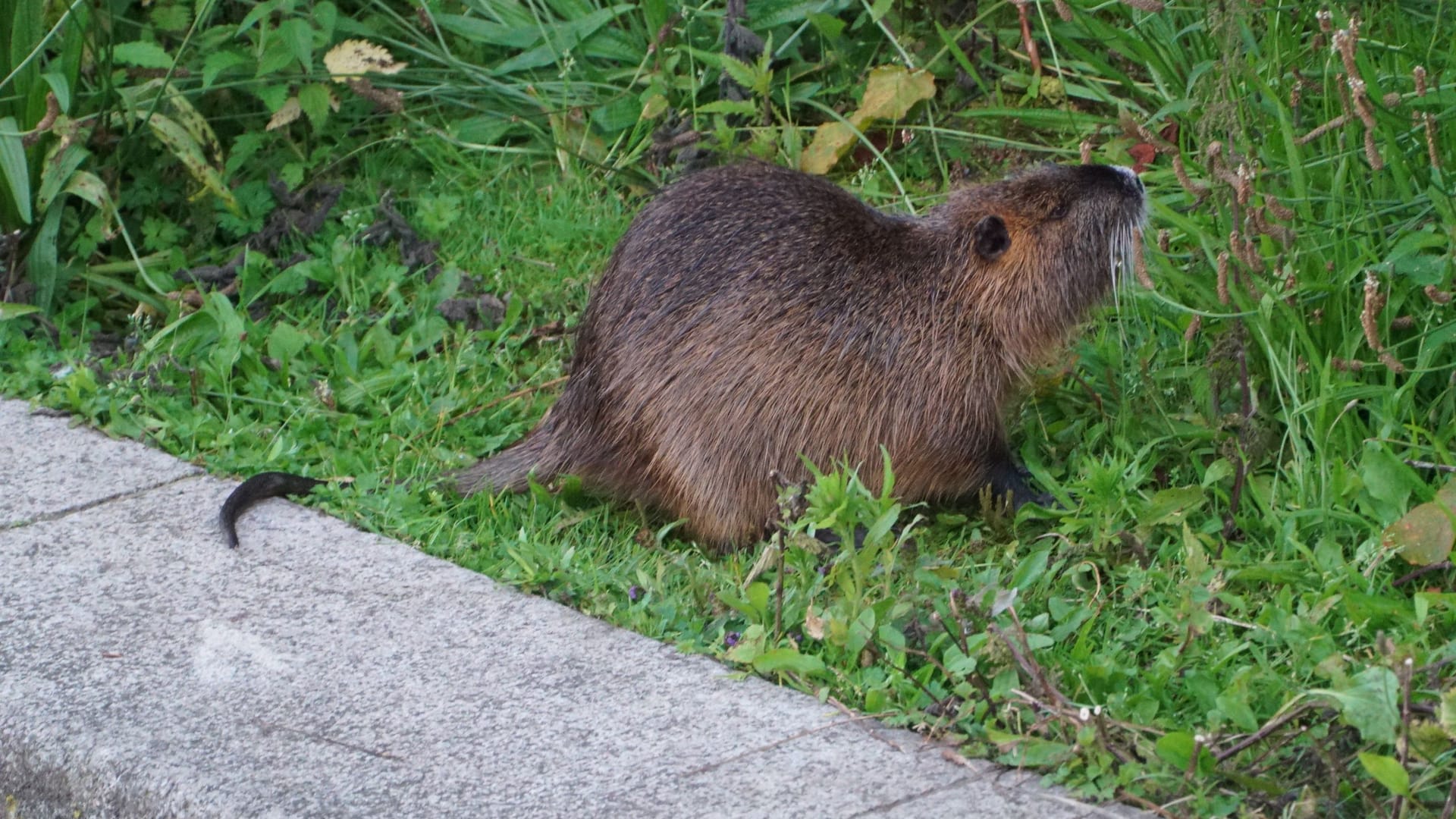 Nutria an der Außenalster am Sonntagabend: Die Nager breiten sich in Hamburg aus.