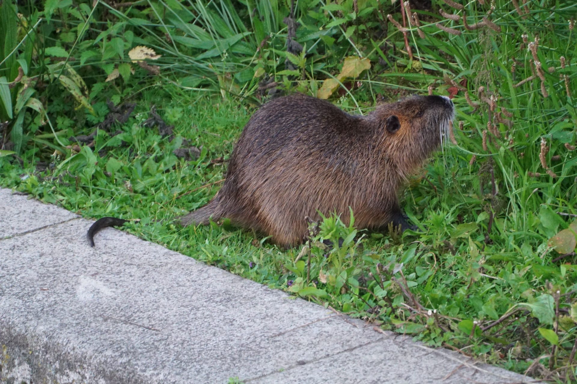 Nutria an der Außenalster am Sonntagabend: Die Nager breiten sich in Hamburg aus.