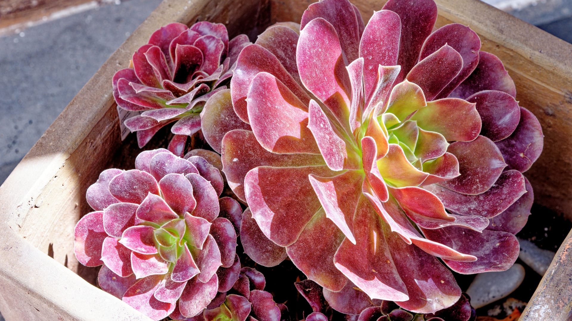 Aeonium Arboreum, auch bekannt als Rosetten-Dickblatt.