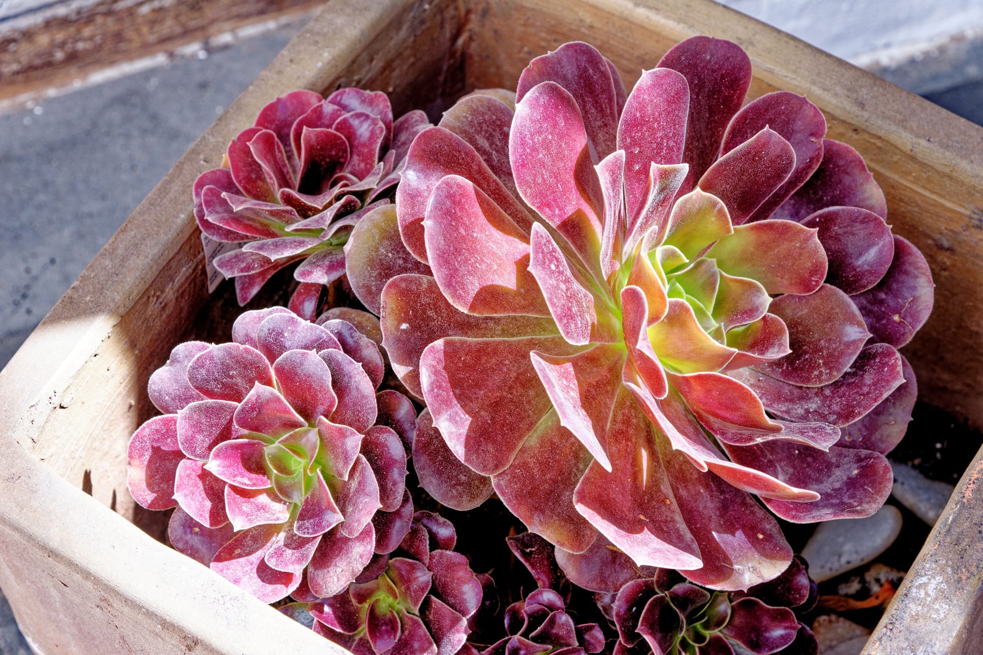 Aeonium Arboreum, auch bekannt als Rosetten-Dickblatt.