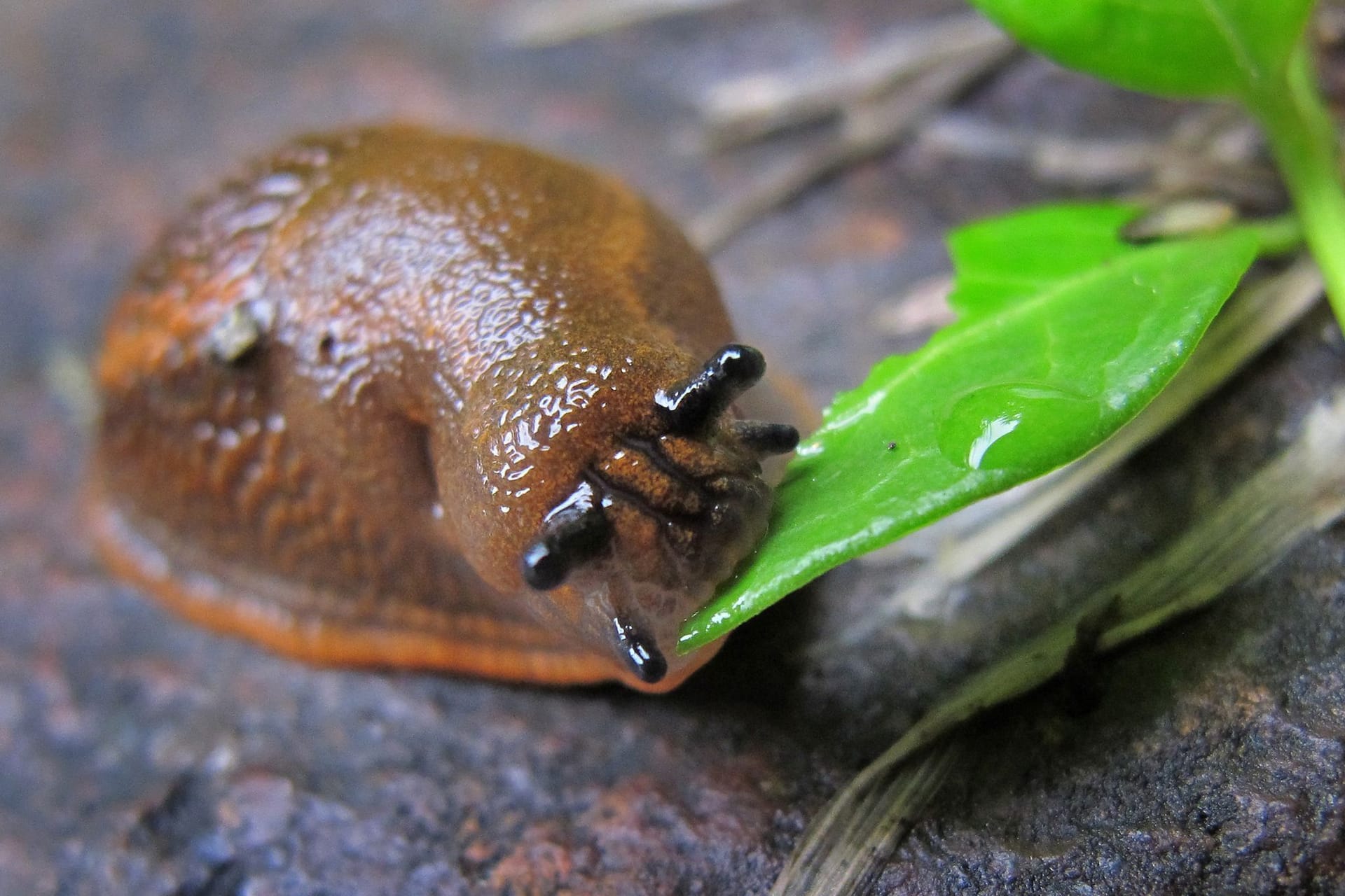 Nacktschnecke beim rücksichtslosen Blattverzehr.