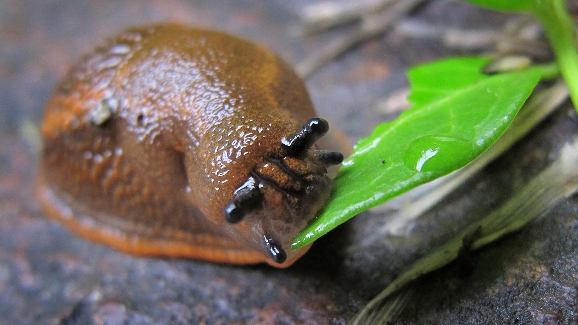 Nacktschnecke beim rücksichtslosen Blattverzehr.