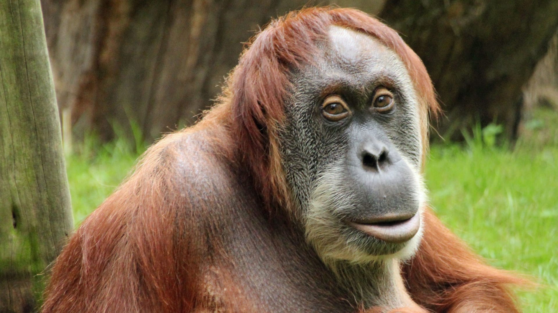 Das 32-jährige Orang-Utan ist in das größere Haus umgezogen.