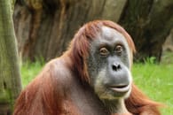 Neues Orang-Utan-Haus im Zoo Dresden:..