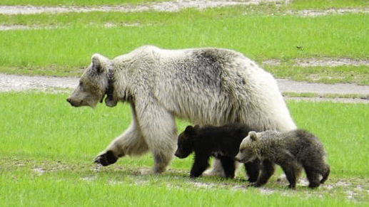 Grizzly Nakoda mit Kindern (Archivbild): Alle drei starben an einem Tag.