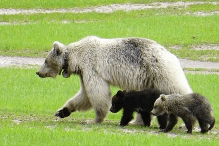 Grizzly Nakoda mit Kindern (Archivbild): Alle drei starben an einem Tag.