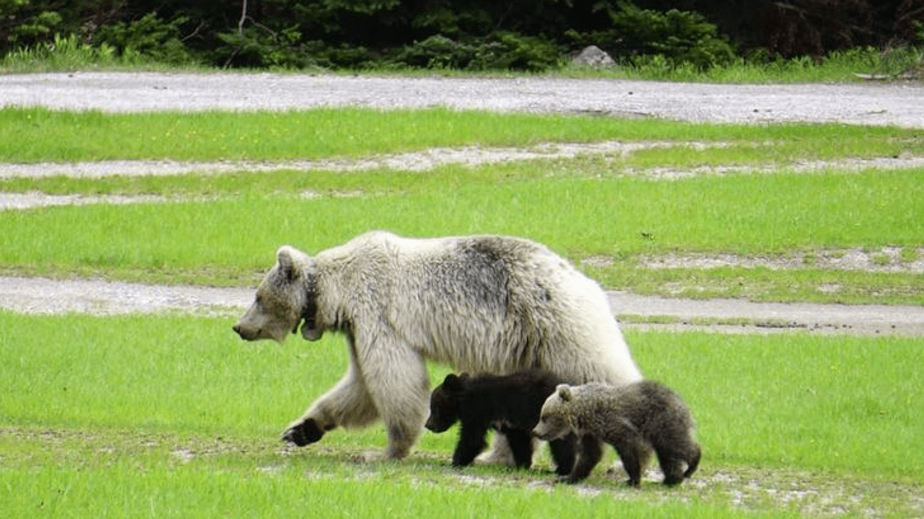 Boz ayı Nakoda birçok kazada öldü