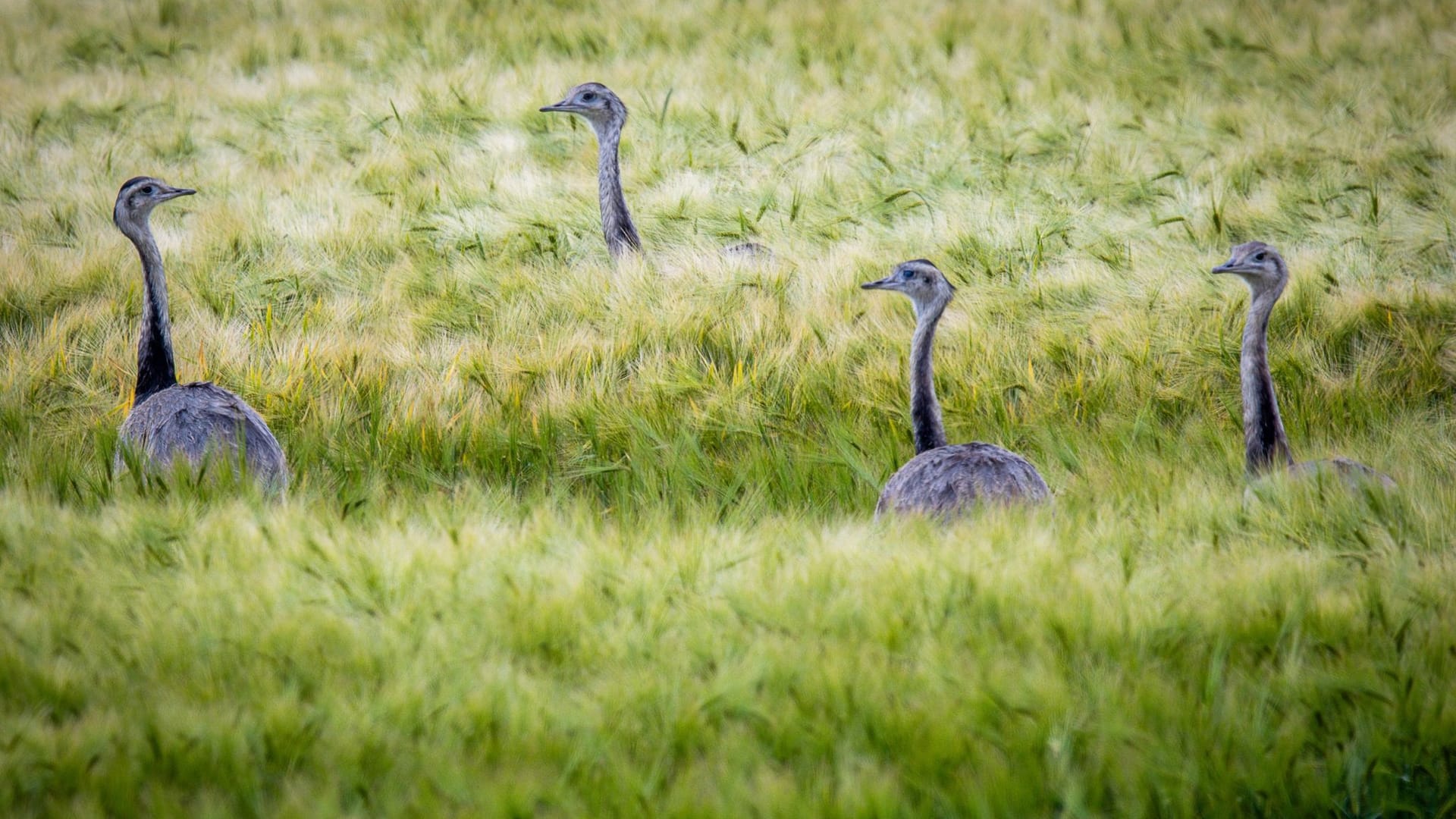 Wild lebende Nandus in Westmecklenburg