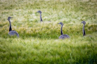 Wild lebende Nandus in Westmecklenburg