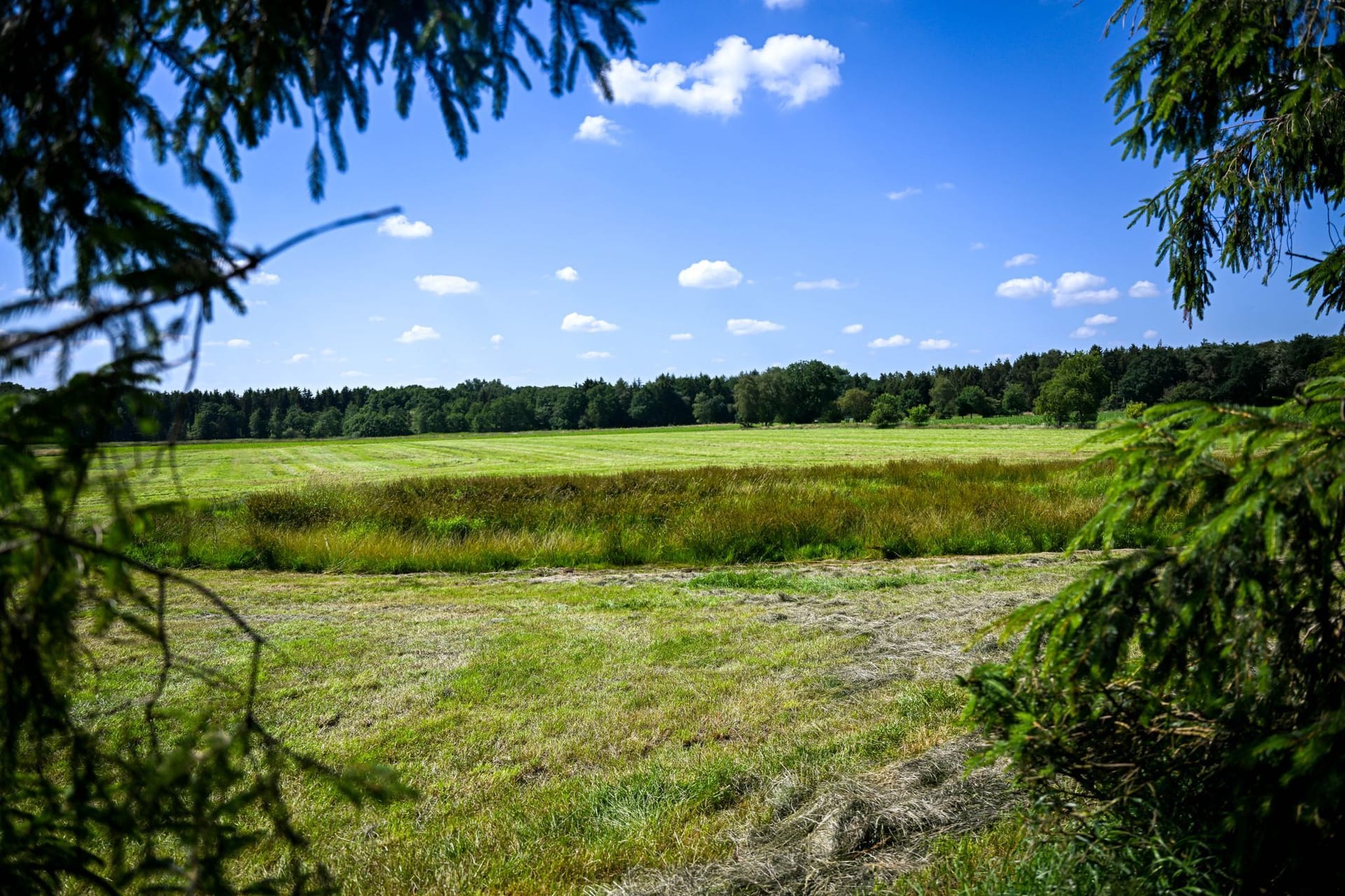 Eine teilweise abgemähte Wiese am Fundort im Landkreis Stade: Hier hat ein Landwirt am Montag eine Kinderleiche entdeckt.