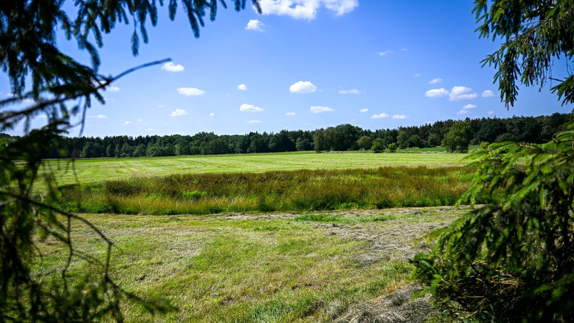 Eine teilweise abgemähte Wiese am Fundort im Landkreis Stade: Hier hat ein Landwirt am Montag eine Kinderleiche entdeckt.