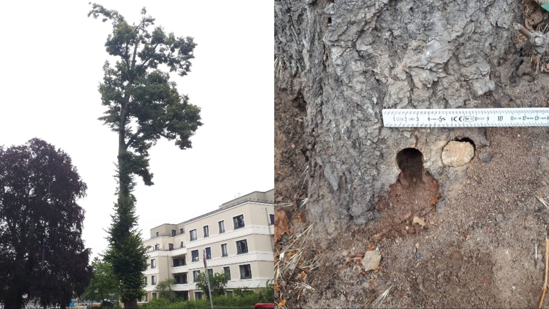 Die betroffene Linde, Bohrloch im Stamm: Ob der Baum noch zu retten ist, ist noch unklar.