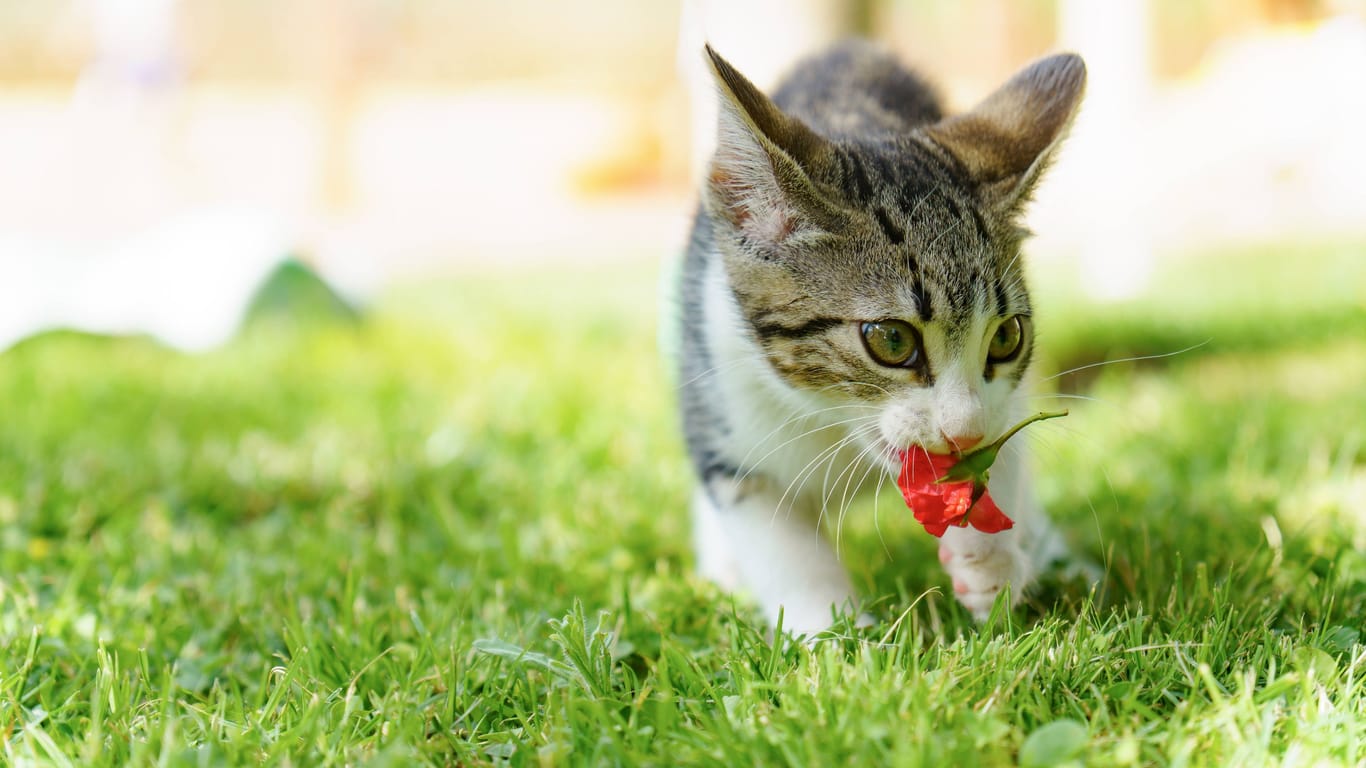 Ein Kitten spielt im Gras (Symbolbild): In Bremen wurden in jüngster Zeit einige Babykatzen von ihren Haltern ausgesetzt.