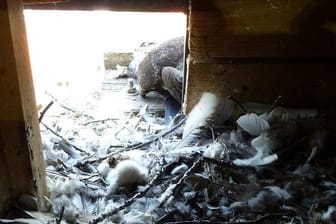 Ein Wanderfalke in seinem Nest (Archivbild): In Lünen wurden offenbar mehrere Tiere mit Giftködern getötet.