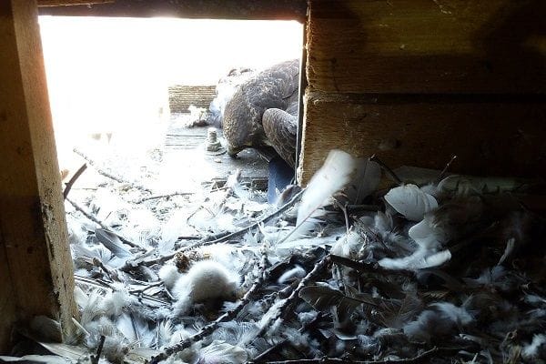 Ein Wanderfalke in seinem Nest (Archivbild): In Lünen wurden offenbar mehrere Tiere mit Giftködern getötet.