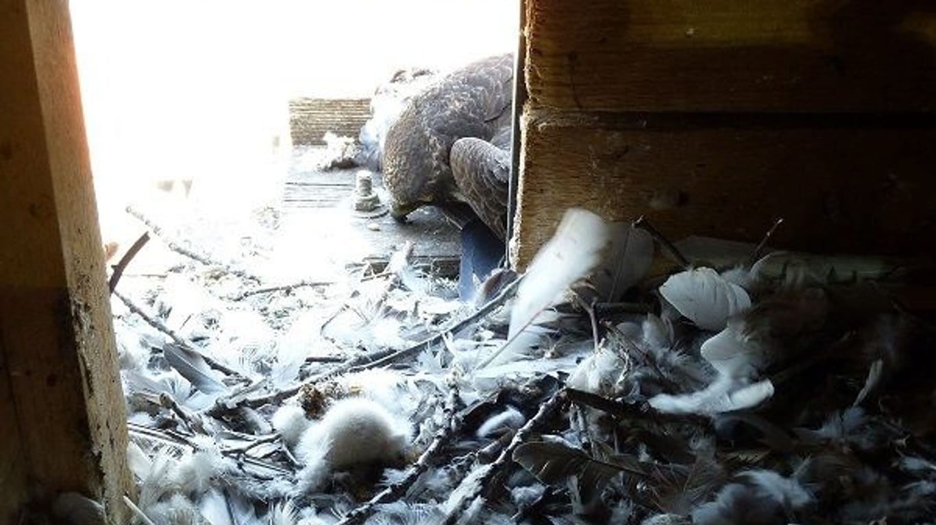 Ein Wanderfalke in seinem Nest (Archivbild): In Lünen wurden offenbar mehrere Tiere mit Giftködern getötet.