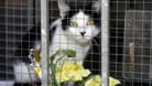 Katze in einem Tierheim (Symbolbild): Eines der beiden Tiere lebte fast 20 Jahre im Tierheim Bremen.
