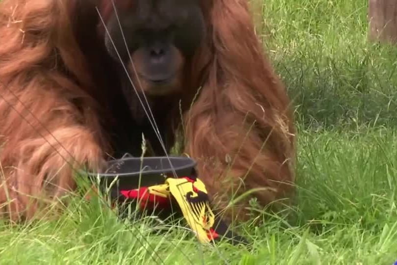 EM-ORANGUTAN/