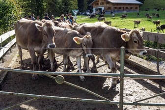 Küche beim Almabtrieb (Symbolbild): Ein Mann ist dabei in den Tod gestürzt.