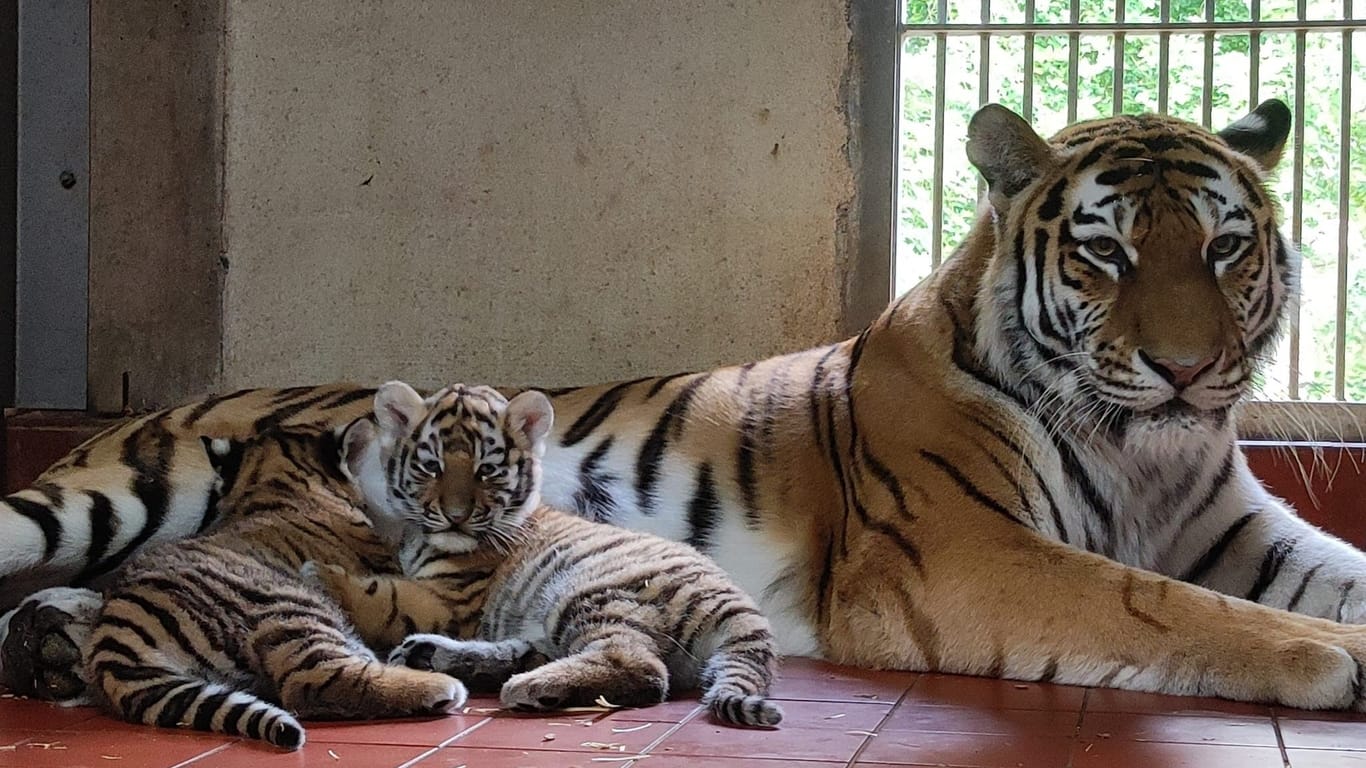 Zwei kölsche Tigerbabys mit Mutter Katinka: Der erste Tigernachwuchs des Zoos seit elf Jahren.