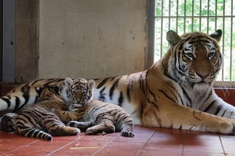 Zwei kölsche Tigerbabys mit Mutter Katinka: Der erste Tigernachwuchs des Zoos seit elf Jahren.