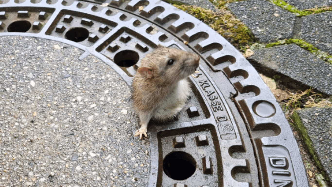 Hoppla: Die Ratte hat die Größe des Lochs offenbar überschätzt.