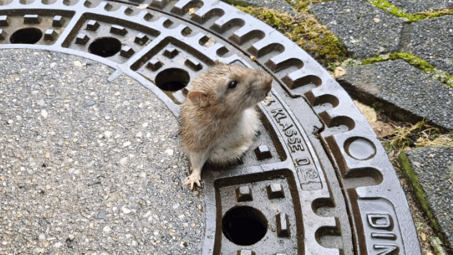 Hoppla: Die Ratte hat die Größe des Lochs offenbar überschätzt.