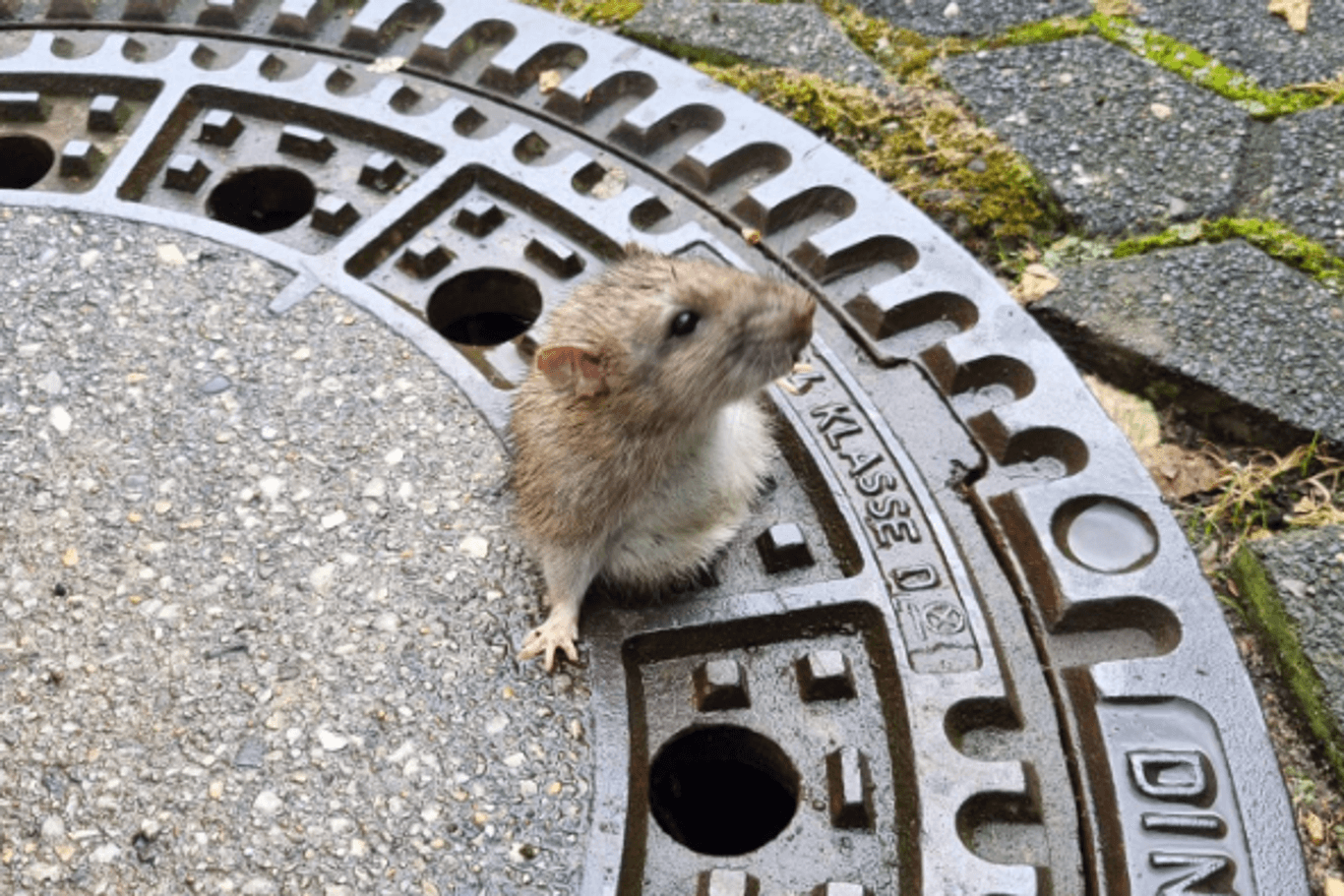 Hoppla: Die Ratte hat die Größe des Lochs offenbar überschätzt.