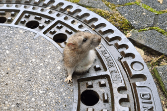Hoppla: Die Ratte hat die Größe des Lochs offenbar überschätzt.