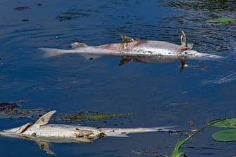 Zwei große tote Fische von etwa 50 Zentimetern Länge treiben an der Wasseroberfläche im Winterhafen, einem Nebenarm des deutsch-polnischen Grenzflusses Oder.