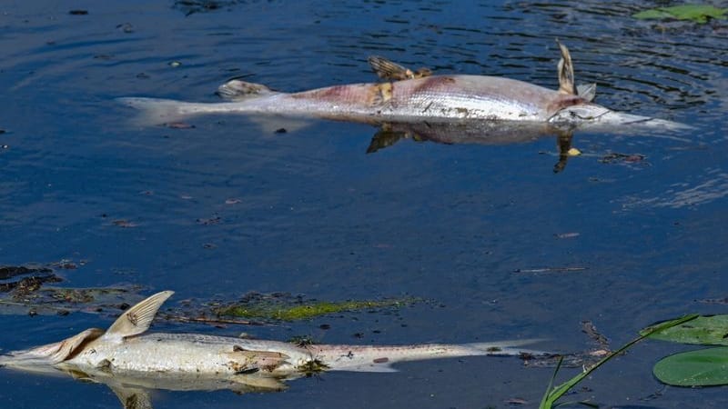 Zwei große tote Fische von etwa 50 Zentimetern Länge treiben an der Wasseroberfläche im Winterhafen, einem Nebenarm des deutsch-polnischen Grenzflusses Oder.