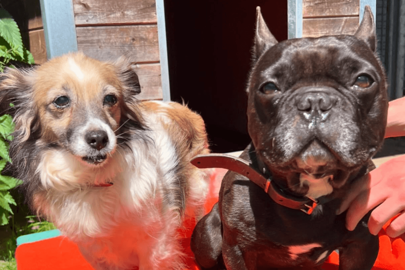 Gloria und Rocky: Die beiden Hunde sind unzertrennlich.