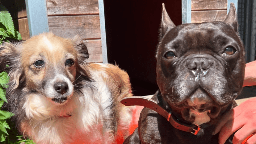 Gloria und Rocky: Die beiden Hunde sind unzertrennlich.