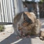 Düsseldorf: Katze vom Balkon in den Tod gestoßen – Strafe für Rentnerin