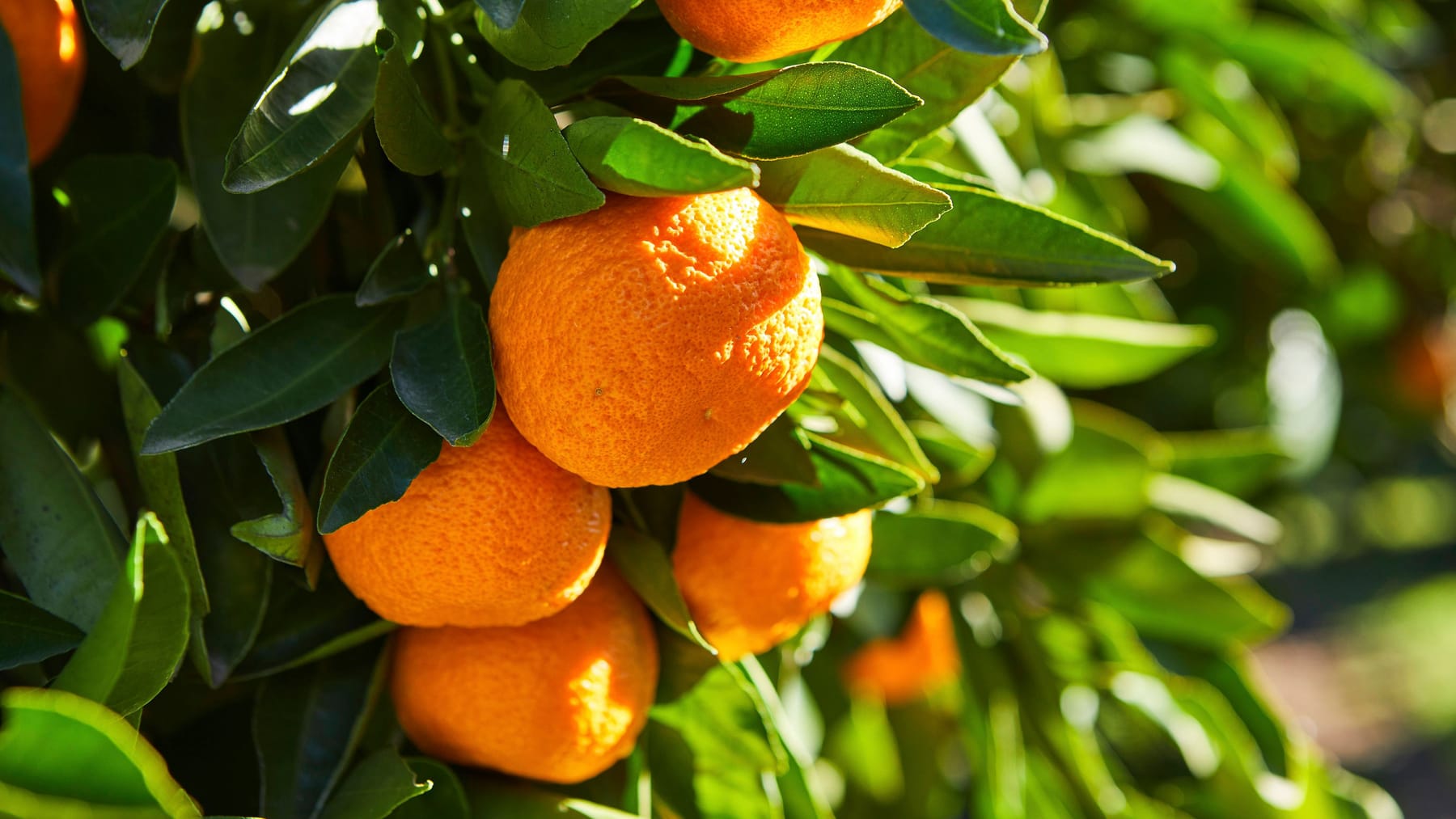 Apfelsinen lagern: So bleiben Orangen wochenlang frisch