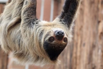 Faultier im Dortmunder Zoo (Symbolfoto): Einige Besucher erlebten die Faultiergeburt ungewöhnlicherweise mit.