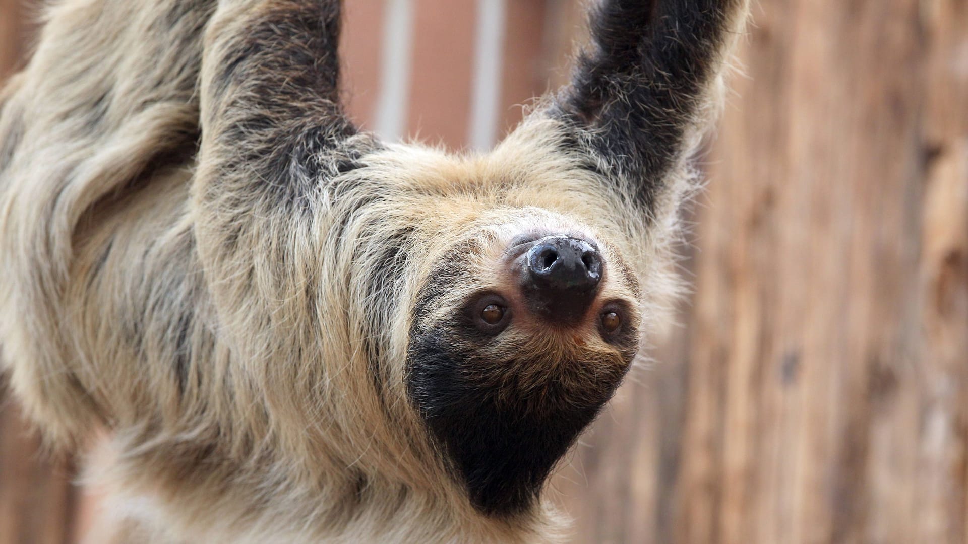 Faultier im Dortmunder Zoo (Symbolfoto): Einige Besucher erlebten die Faultiergeburt ungewöhnlicherweise mit.