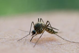 Eine Mücke saugt Blut aus dem Arm eines Mannes (Symbolbild): Am Bodensee breiten sich vermehrt Mücken aus.