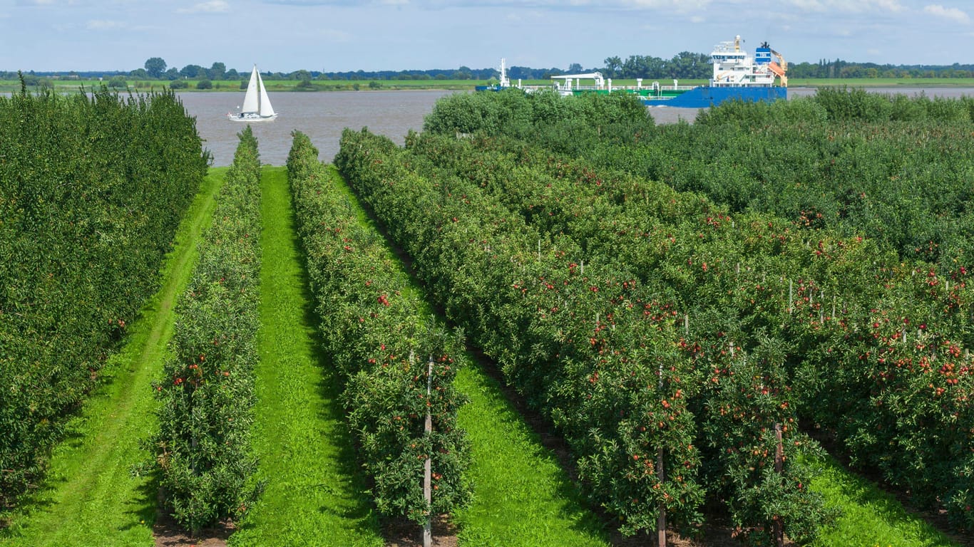 Apfelbäume ohne Ende und die Elbe im Hintergrund (Archivbild): Ein Ausflug ins Alte Land bietet ein besonderes Panorama.