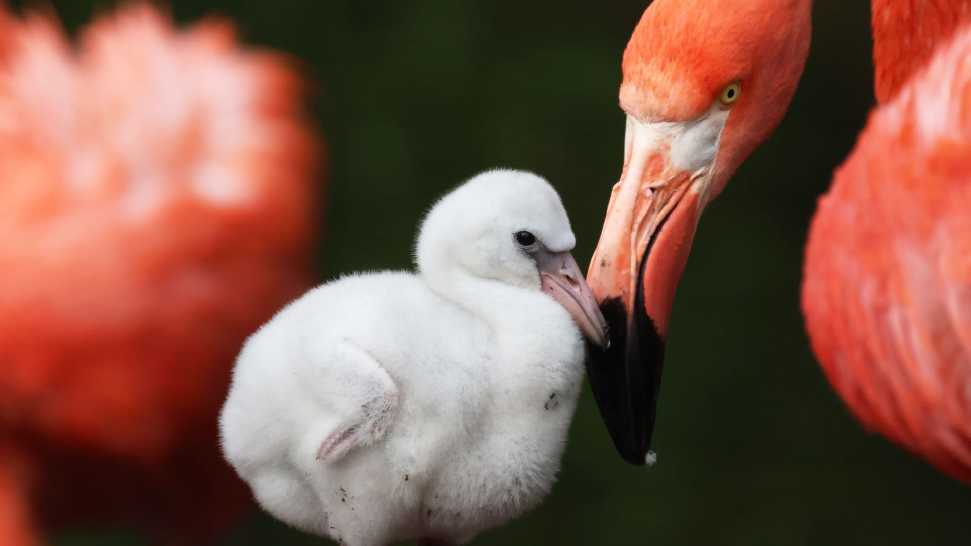 Nachwuchs im Dresdner Zoo: Rund 17 Eier wurden dieses Jahr gelegt, aus denen bisher fünf Kubaflamingos geschlüpft sind.