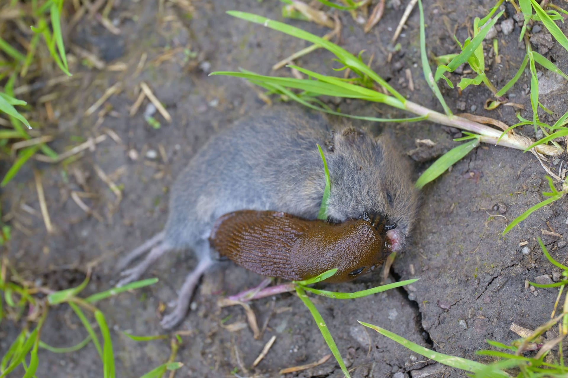 Nacktschnecke frisst an toter Maus.