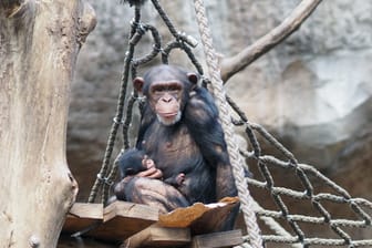 Schimpansen-Nachwuchs im Leipziger Zoo