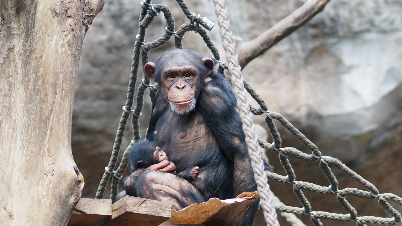 Schimpansen-Nachwuchs im Leipziger Zoo