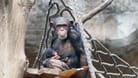Schimpansen-Nachwuchs im Leipziger Zoo