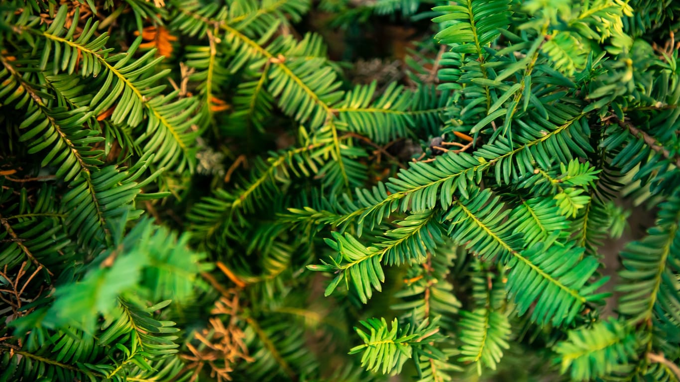 Spanish fir tree branches background. Branch closeup pine tree. Abies pinsapo