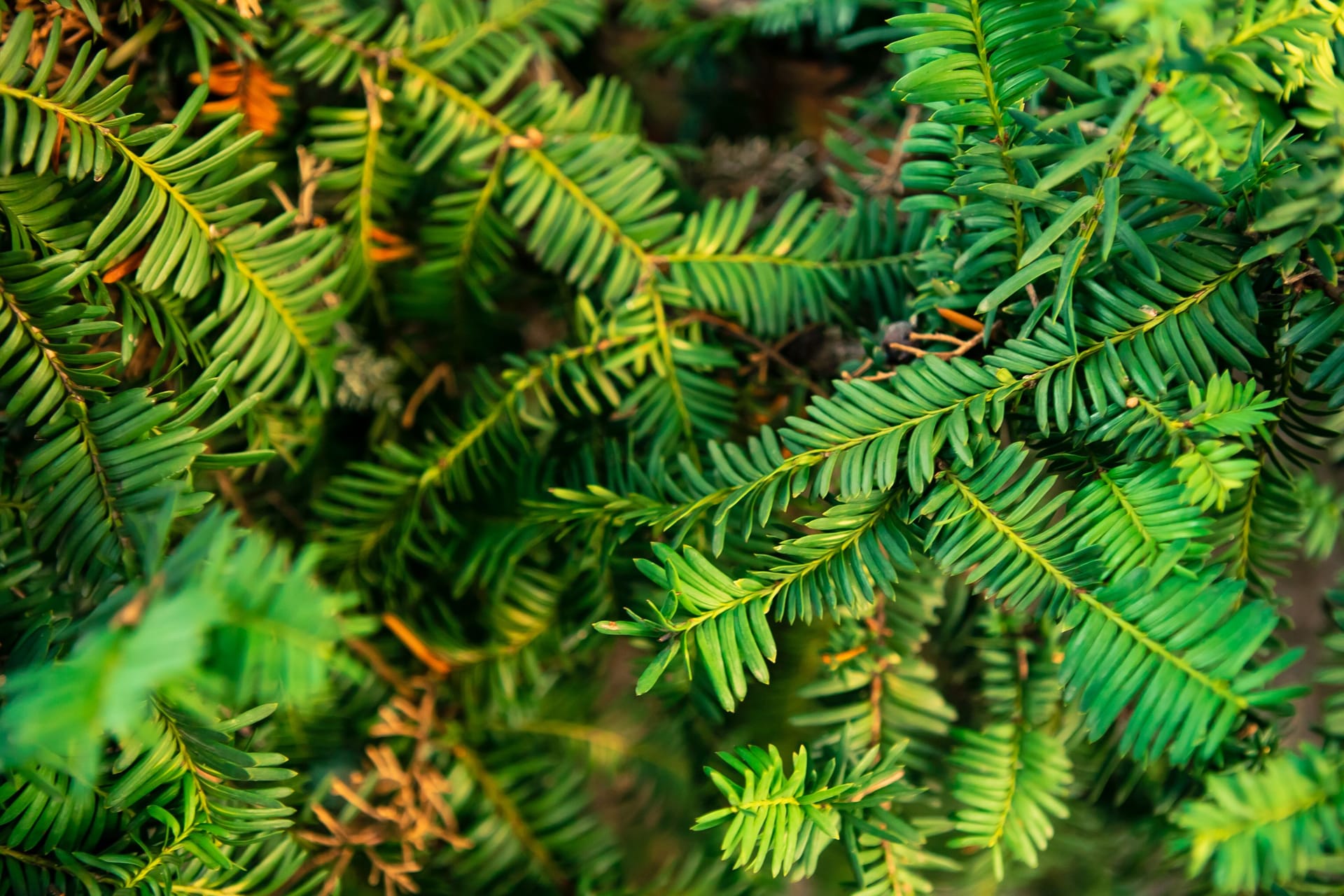 Spanish fir tree branches background. Branch closeup pine tree. Abies pinsapo